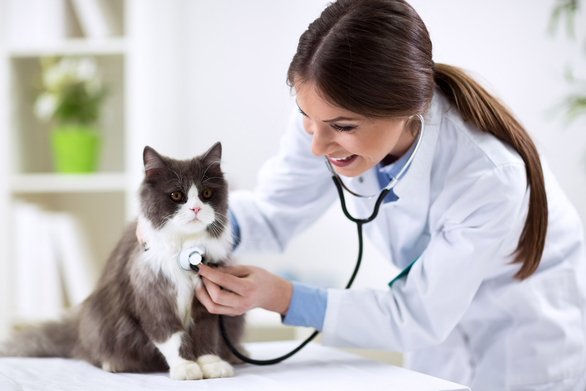 veterinarian checking cat's heartbeat