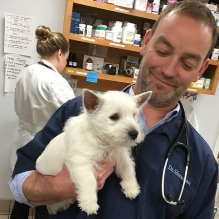 Dr. Hersman Holding Dog, Veterinarian In Western MA, Wilbraham MA Veterinarian, Springfield MA Veterinarian