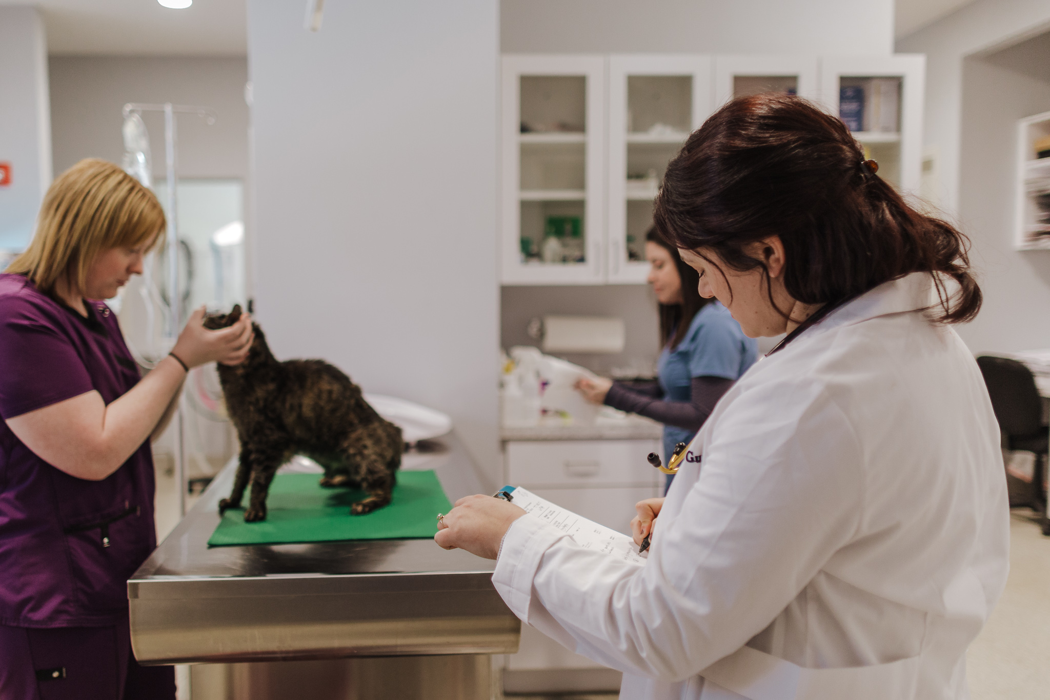 veterinarian taking notes during cat exam, veterinarian, cat exam, pet wellness exam