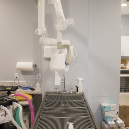 Animal Dental Cleaning Area In Veterinary Hospital, Pet Dental Cleaning, Pet Dental Exam