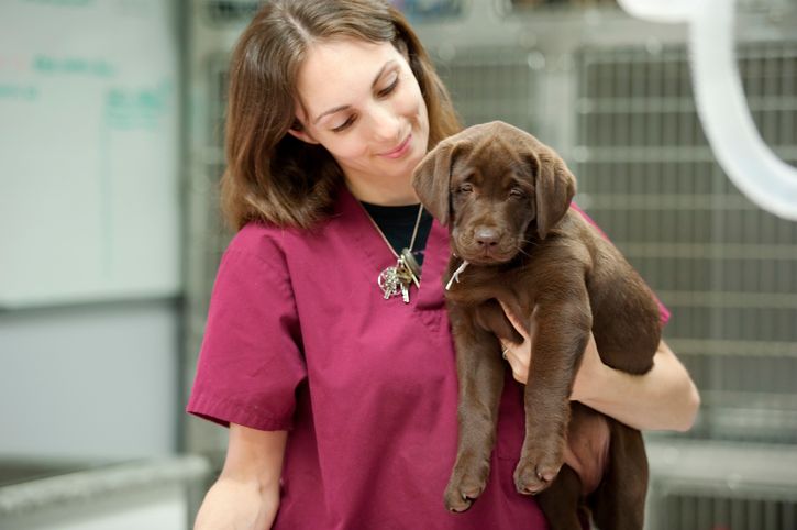 vet tech with puppy, canine parvovirus, parvo, puppy parvo, dog parvo, veterinary hospital western MA