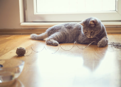 Cat Playing With A Ball Of String, Common Household Hazards For Cats, Household Cat Hazards, Pet Care Western MA, Pet Care Springfield MA, Pet Care Wilbraham MA