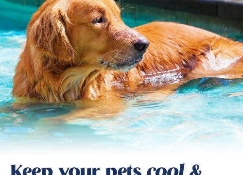 Warm Weather Pet Safety, Summer Pet Safety Tips, Pet Safety Tips, Pet Care Tips, Summer Pet Care