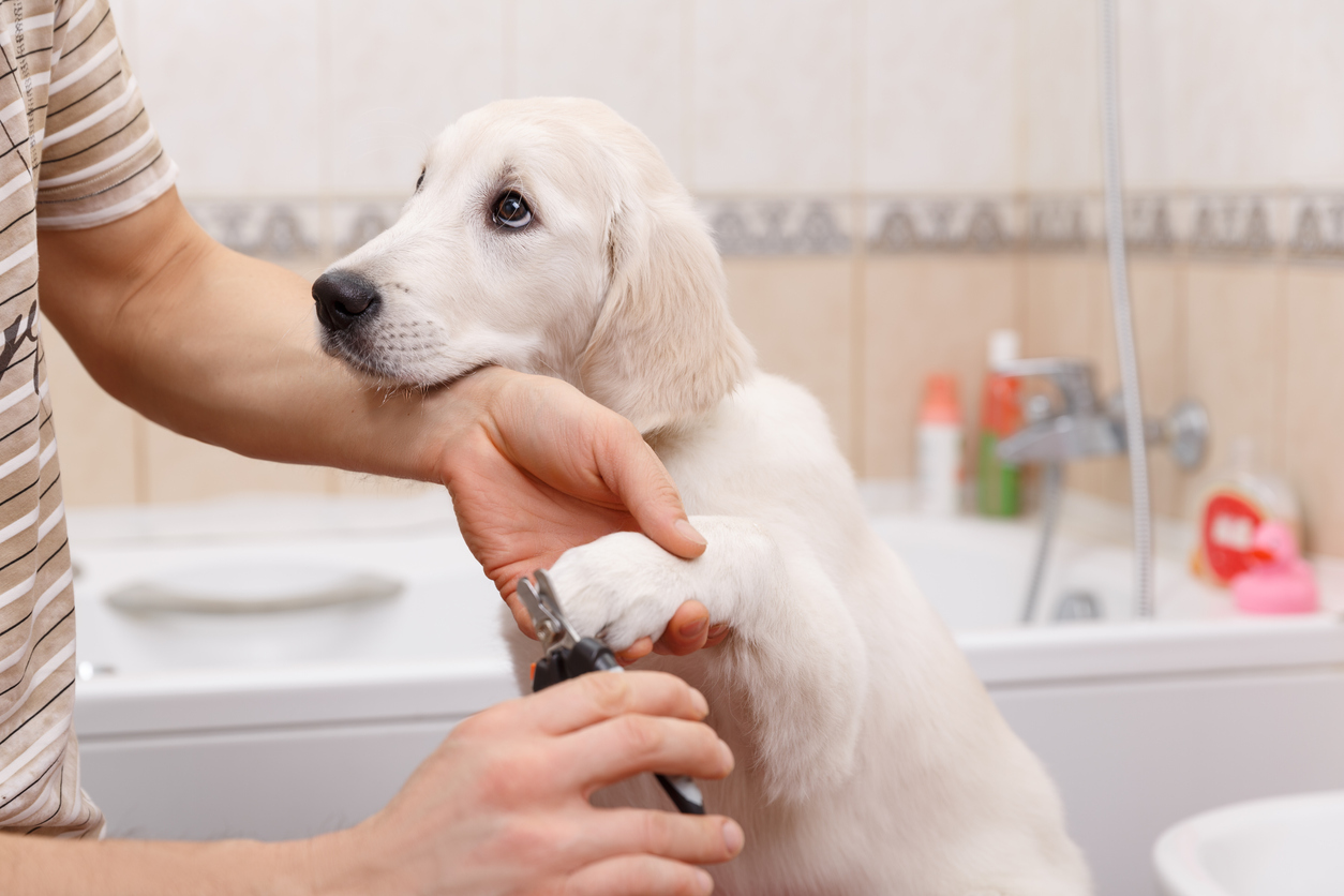 puppy getting nails clipped, pet grooming, grooming your pet at home