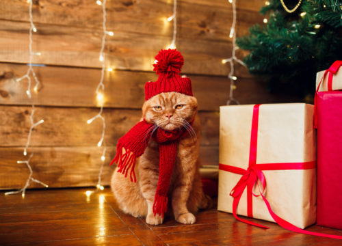 Holiday Planning Tips For Pet Owners, Holiday Planning For Pets, Pet Boarding, Pet Sitter