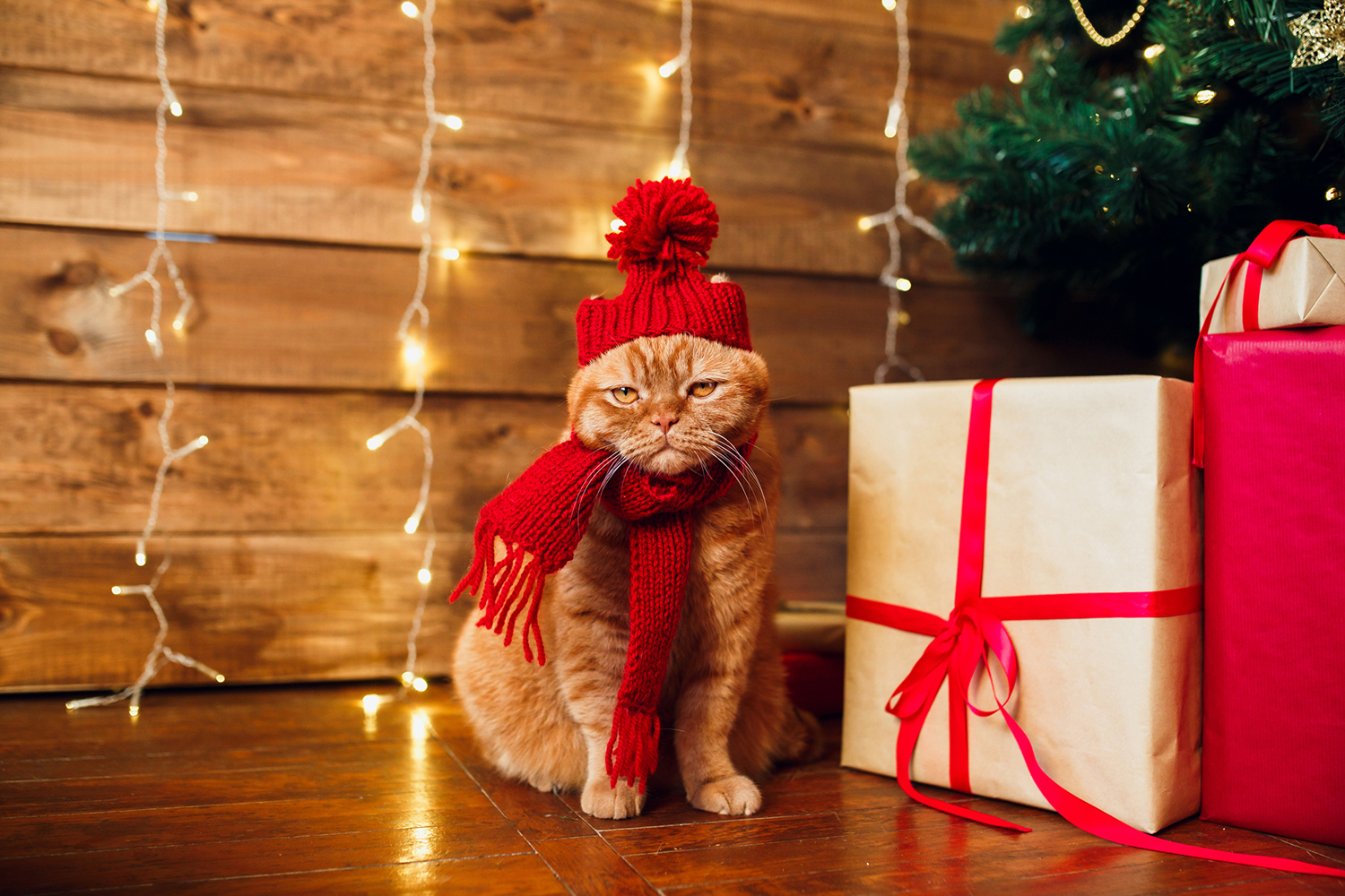 holiday planning tips for pet owners, holiday planning for pets, pet boarding, pet sitter