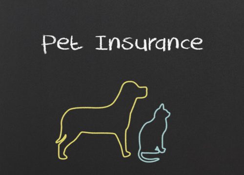 Is Pet Insurance Worth It, Pet Insurance Information, Vet Pet Insurance