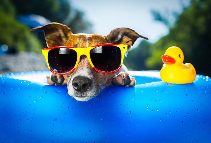 dog cooling off in pool with sunglasses, too hot to walk dog, dog heatstroke, dog summer care