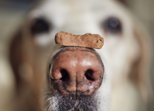 How To Choose Healthy Treats For Your Dog - Wilbraham Animal Hospital