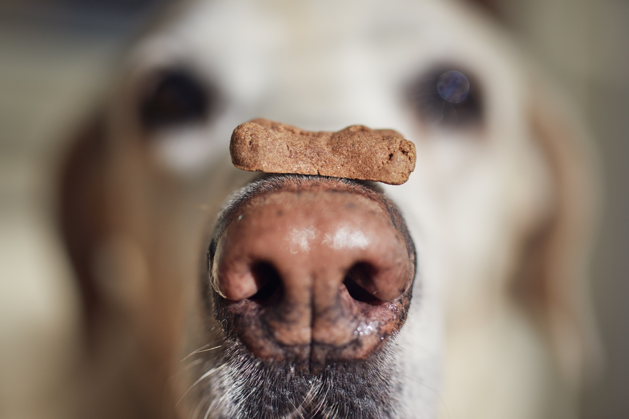 How to Choose Healthy Treats for Your Dog - Wilbraham Animal Hospital