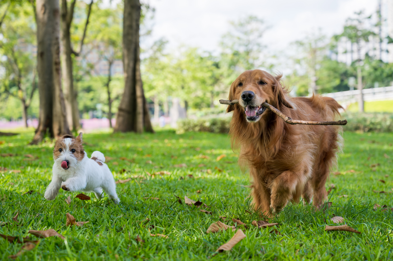 Top Tips for Visiting a Dog Park - Wilbraham Animal Hospital