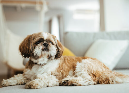 Tips For Leaving Your Dog At Home - Wilbraham Animal Hospital's Healthy Pet Tips